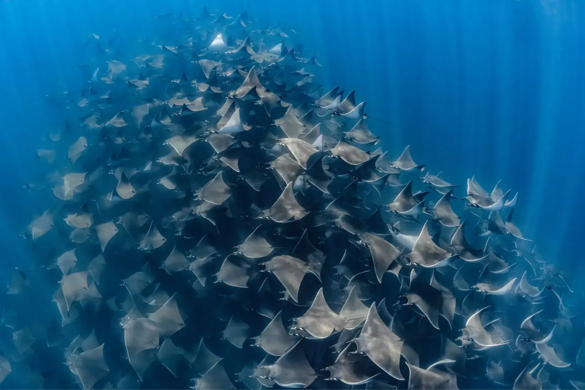Baja Underwater Expeditions website preview