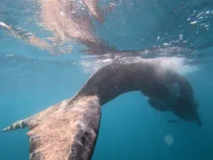 Cape Town Freediving website preview