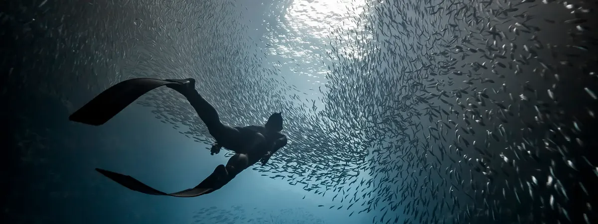 Freedive Inn website preview